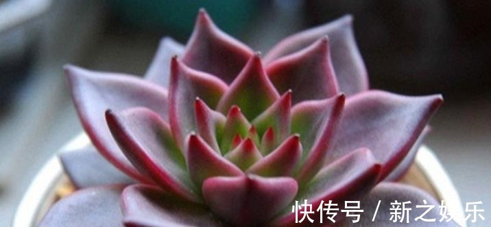 秋天养一盆多肉黑王子,机制状态下霸气侧漏,谁见了都夸大气