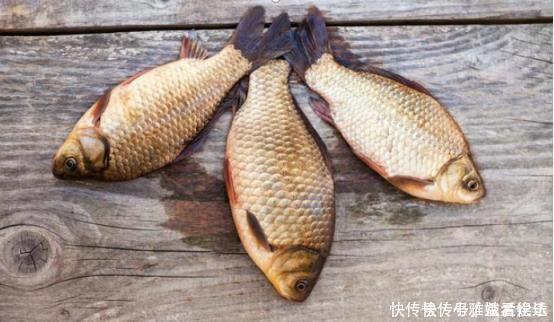 鲫鱼|端午后别用蚯蚓了,70岁老渔翁教你3招,新手10分钟钓上10斤大鱼