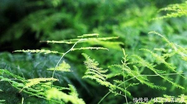 养护|文竹动不动就黄叶可能犯了这3个“错误”,做错一点也没“辙”!