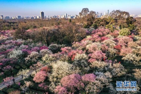 老年|赏梅看花望金陵