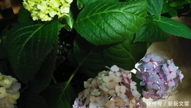 区分|家庭养花,怎么区分“酸性土”和“碱性土”告诉你个小方法