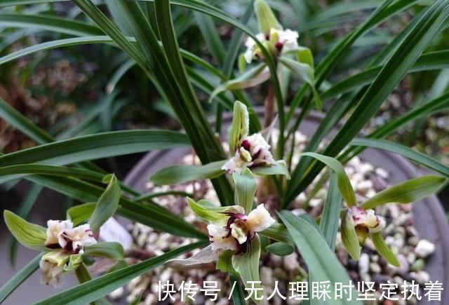 发芽|阳台养兰花，上盆做好5步骤，兰花发芽长得壮，年年开花香