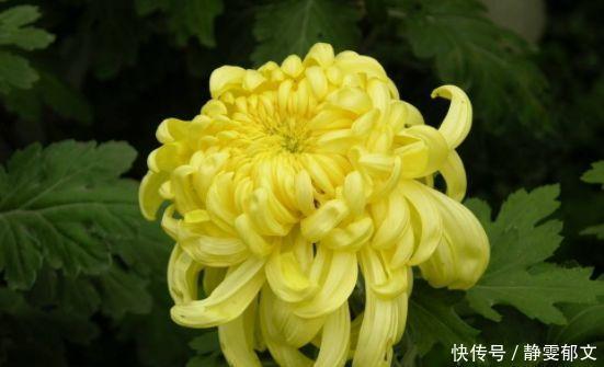 孔雀草|4种漂亮花,花色艳、花量大,随便养都开花不断,开花一簇簇!