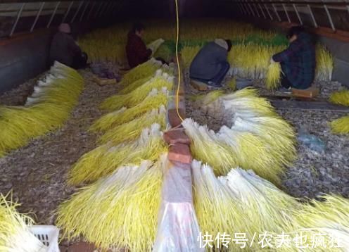 此菜很害羞,仅在黑暗中生长,常被误认成韭黄,却是“菜中珍品”