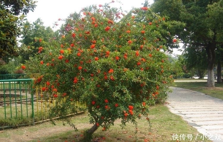 门前要种“镇宅树”，“6种树”正合适，枝繁叶茂，年年开花结果