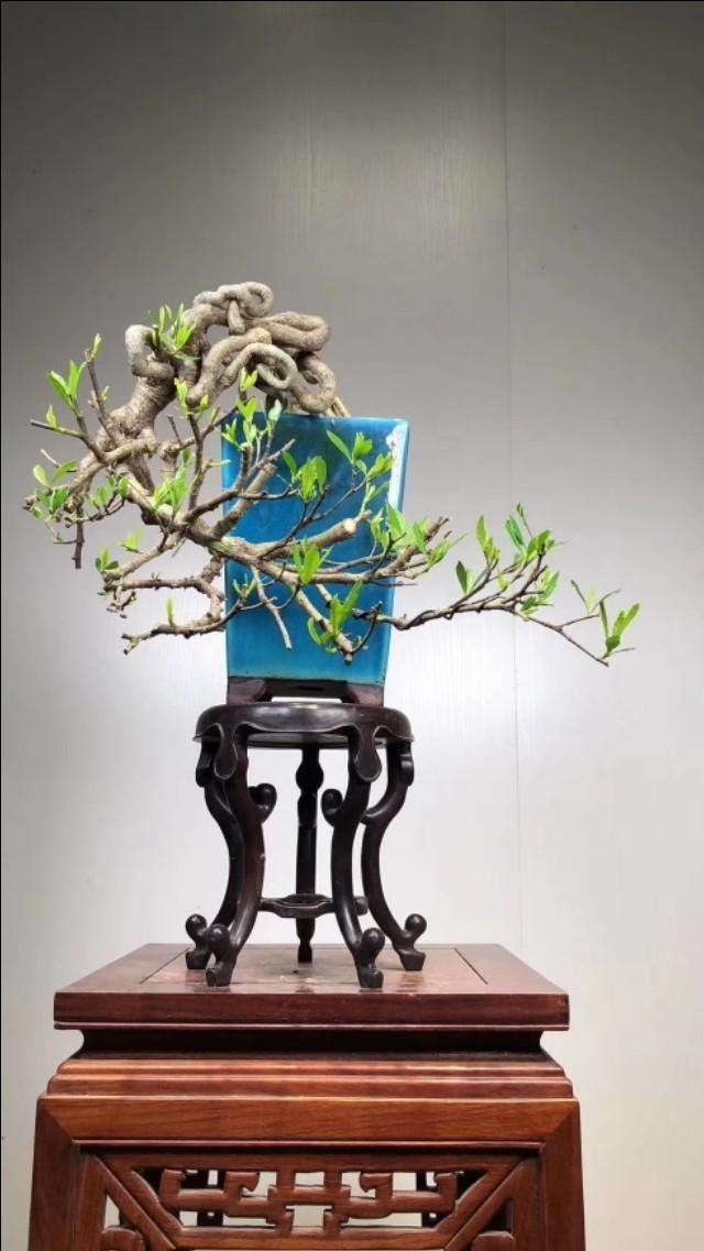 盆景|盆景分为观、品、悟三个阶段,你觉得你真的懂盆景吗