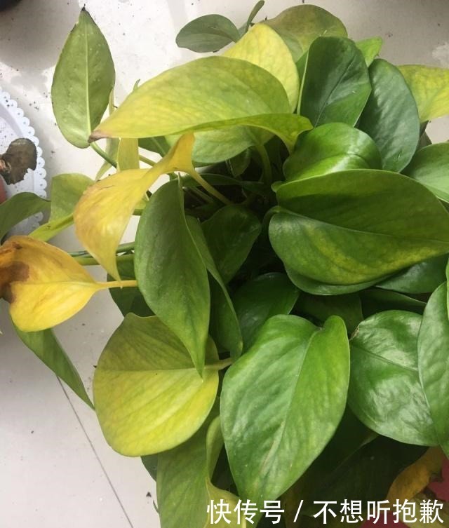 磷酸二氢钾|绿萝黄叶了张大爷露一手，三四天叶子就返青，绿油油巴掌大！
