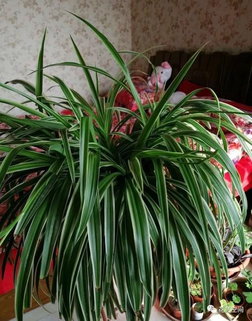 吊兰到底咋浇水施肥？这么做，持续爆盆，长得精神