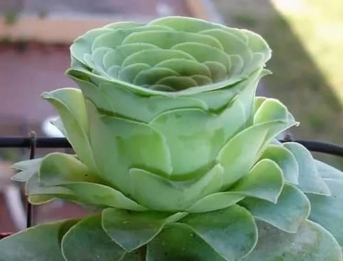布纹|10种长相很怪异的盆栽植物,都很适合养在花盆里
