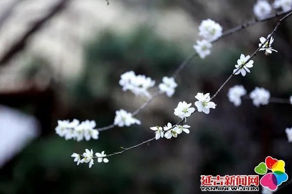 延吉街头桃花春色暖先开