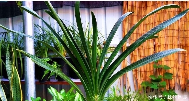新叶|养君子兰,看到这6种情况,抓紧翻盆,不然影响长新叶,难开花