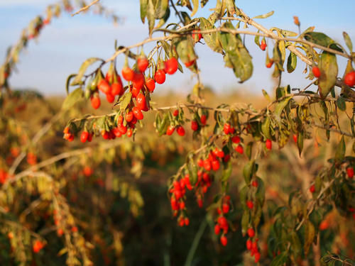 地球上最像火星的地方，荒凉寂寞寸草不生，住一晚太空舱2000块