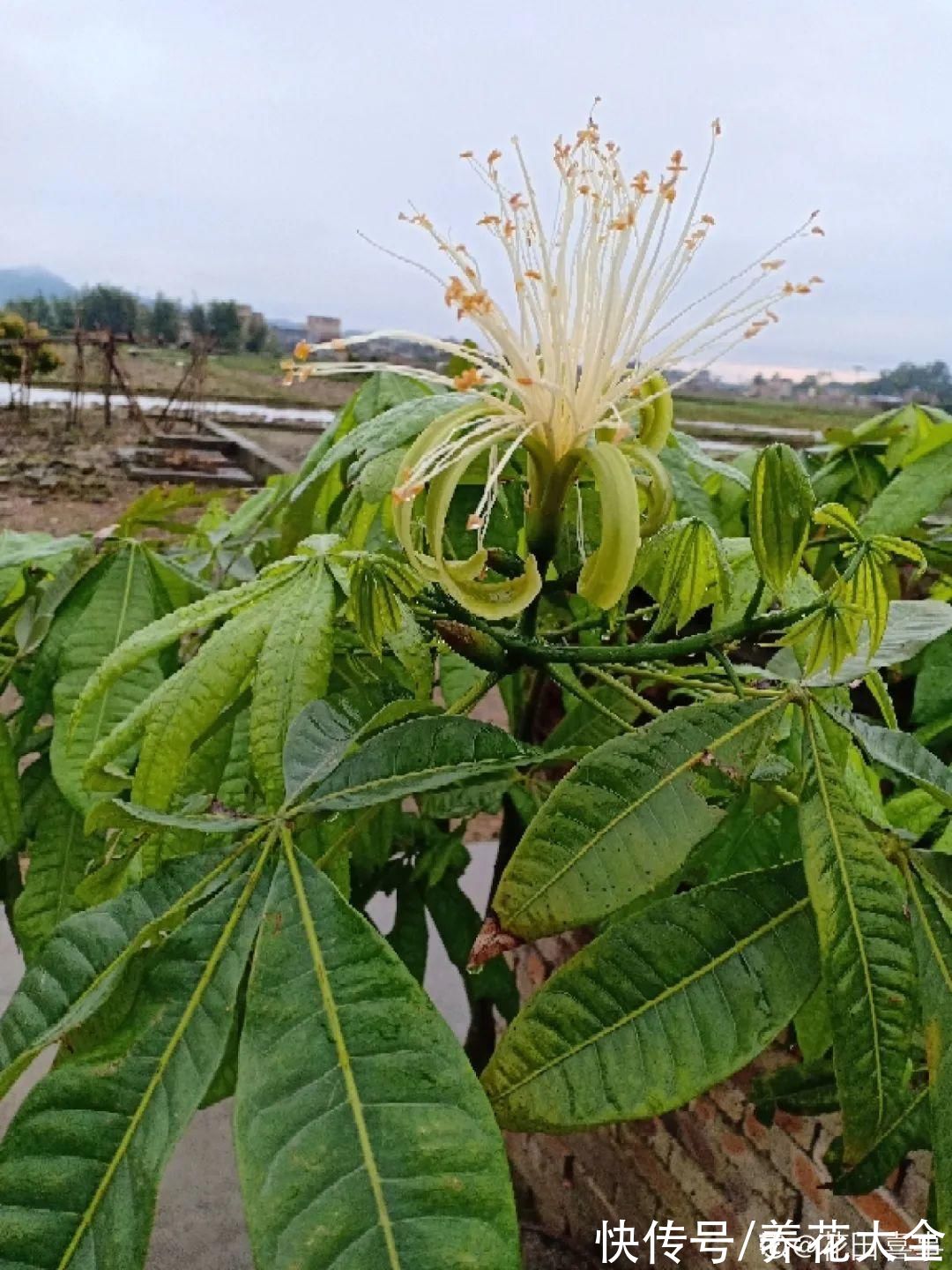 铁树|老人常说，6种吉祥花，轻易不开花，开花据说有好运