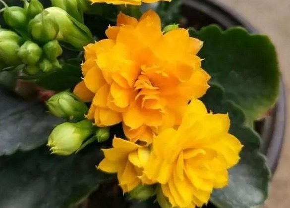 长寿花容易烂根这样浇灌,植株长势旺绝不烂根