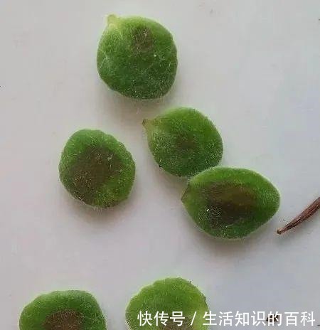 想省心就养这些花,没有病虫害,就爱开花!想省心就养这些花,没有病虫害,就爱开花!