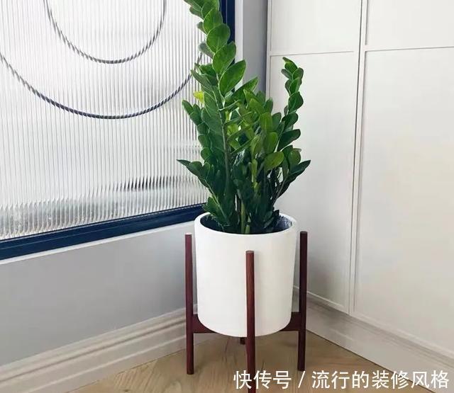 植株|冬天养金钱树,做好这5件事,叶子绿得发亮,越养越精神