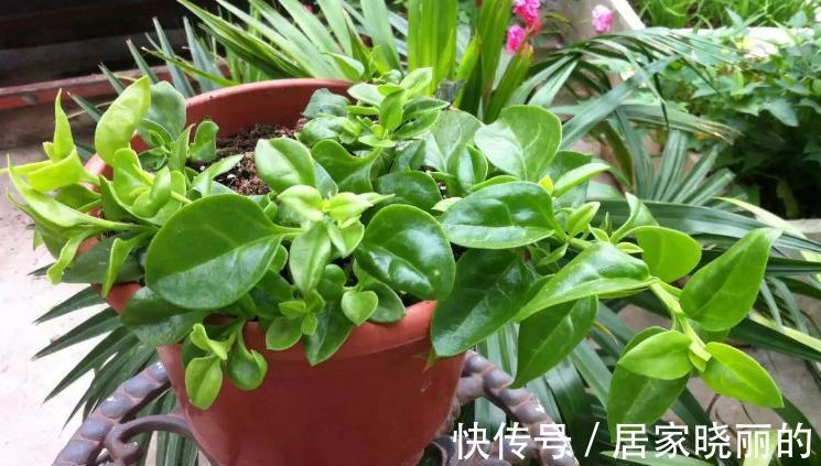 人养花,花亦养人!3种漂亮的花,建议养一些,能吃能看还能养人