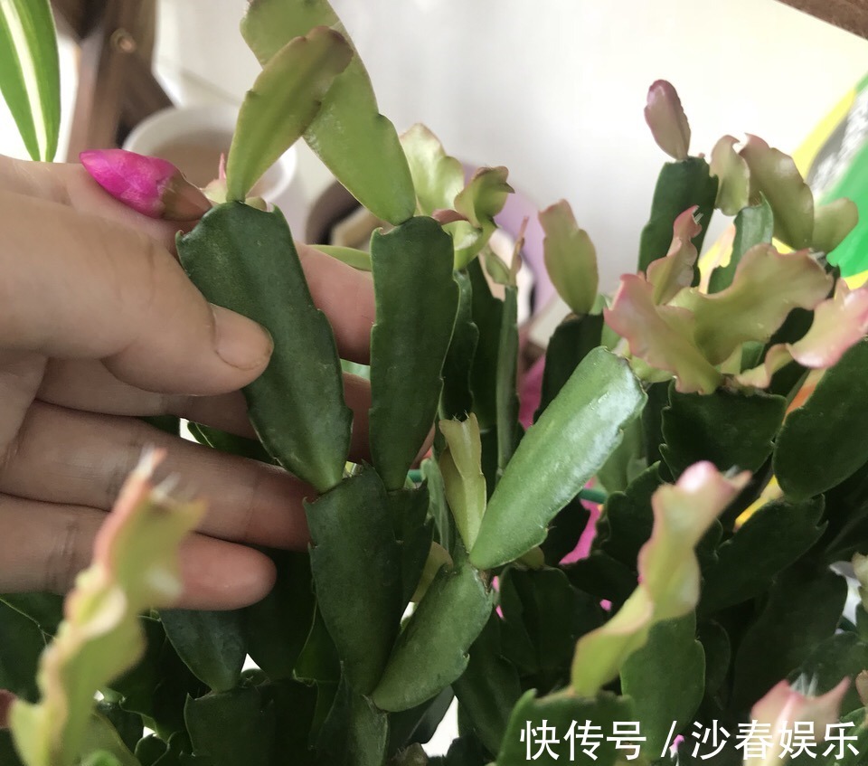 头顶端|蟹爪兰花期结束,养护注意“3点”,疯狂长叶子,入冬花苞翻2倍