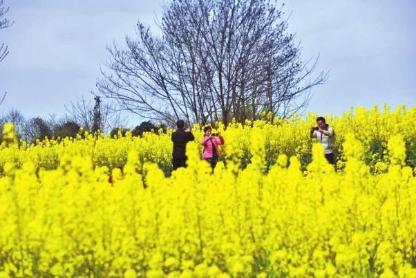 阳春三月，搭上开往春天的地铁去赏花