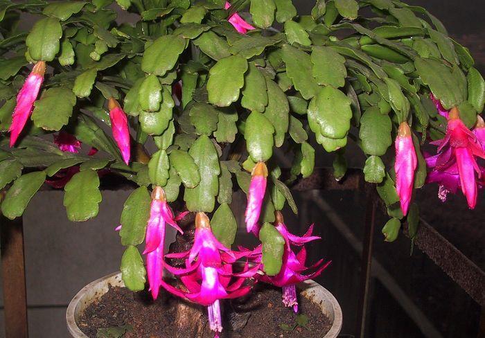 蟹爪兰|蟹爪兰在夏天,3个“禁忌”要牢记,不然叶片干瘪,度夏很难