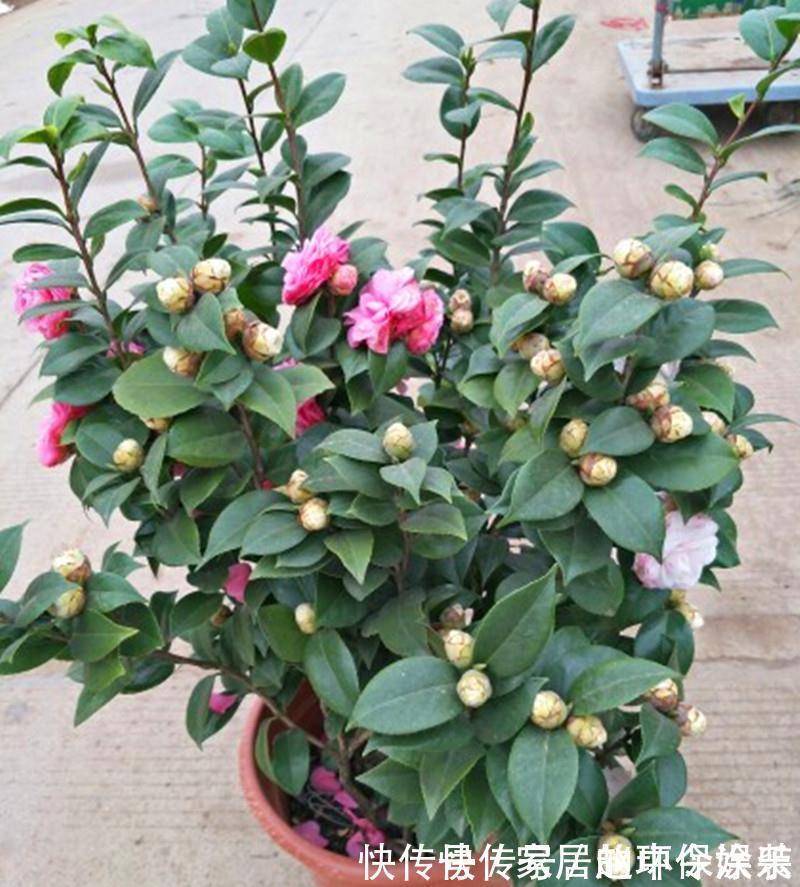 茶花|十月不知养啥花?看看这六种,好养又漂亮,可以放心入手