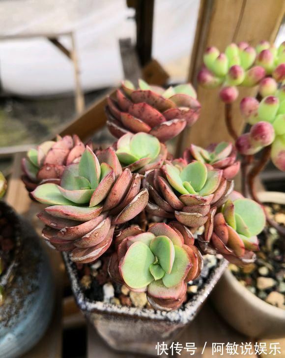 下雨天|新手养多肉,从学会浇水开始,常见的两个问题,要学以致用