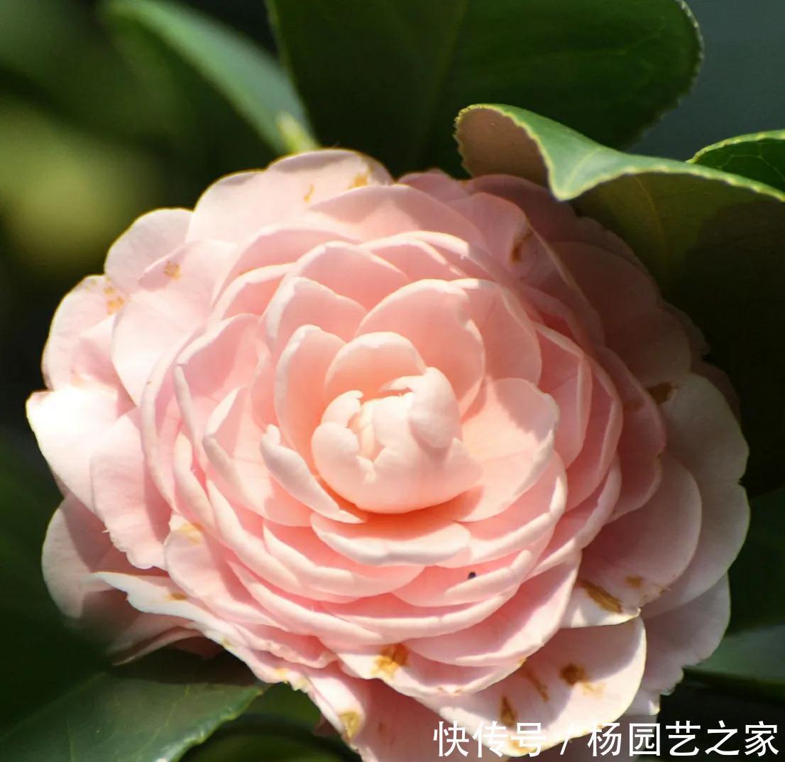 茶花|9月茶花养护很关键,做好3管1剪,冬季开花又大又鲜艳