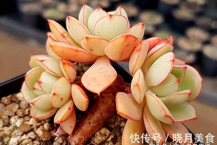 艾伦|多肉戴伦和艾伦,虽名称相近,但一个养护至今,另一个则早已淘汰