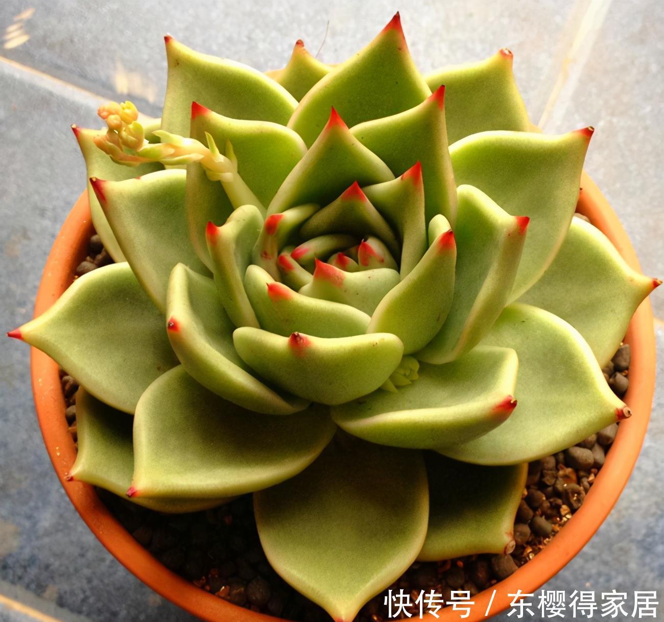 盘点4种名字带“星”的多肉,你养过吗?