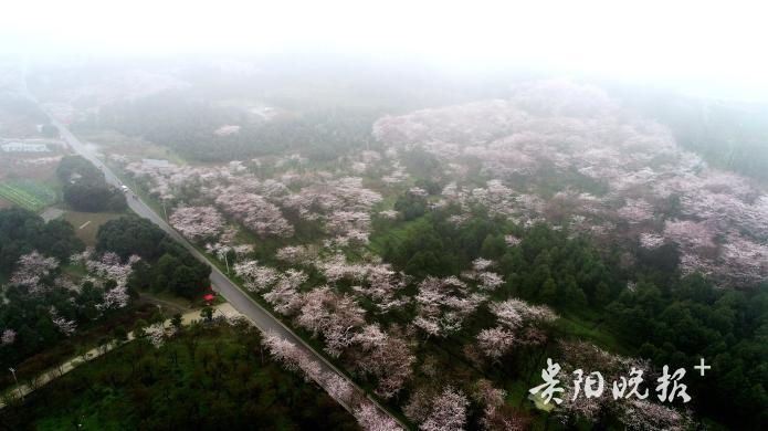 万亩樱花竞相开放，雾里看花别有韵味