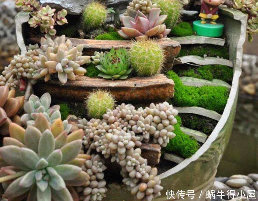 植株|让多肉安全度夏的诀窍是什么?