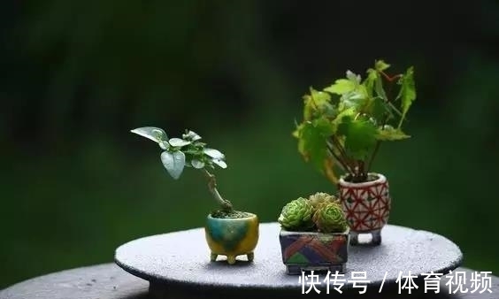 黄杨|微型盆景越来越受欢迎,这里是它们的“集中营”,都是你想知道的