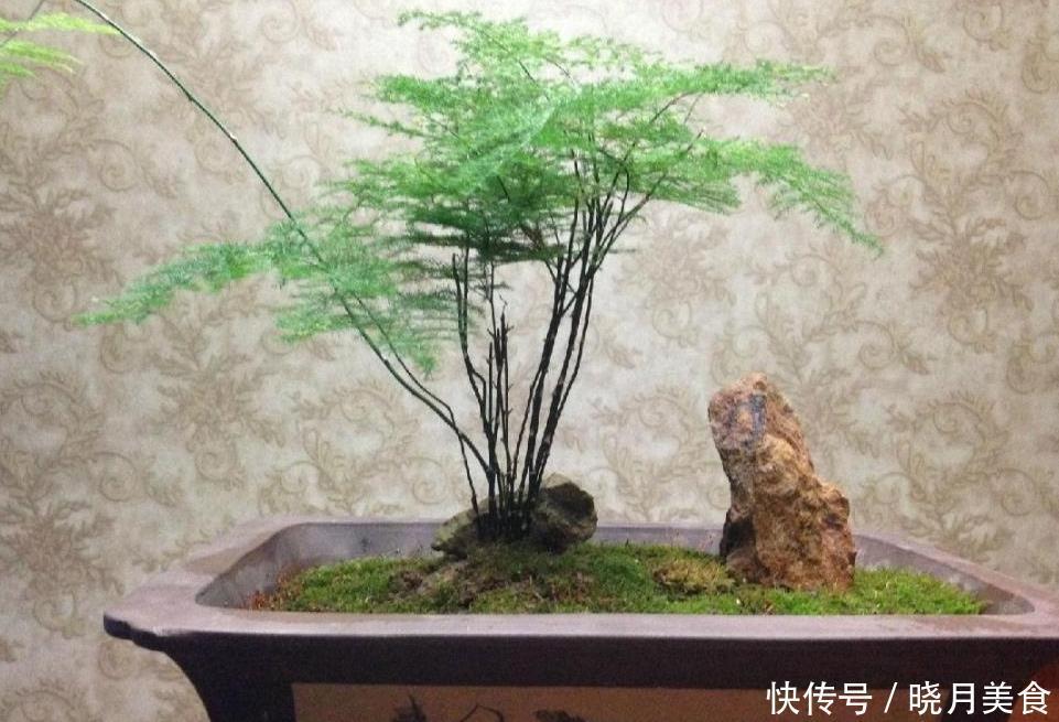 黄叶|家养文竹出现黄叶现象,做好几件事,盆栽变老桩