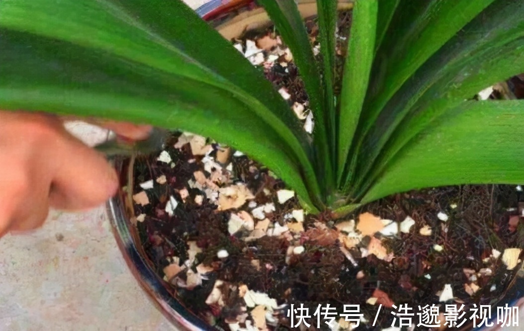 这些“垃圾”不要扔,用来养花“一级棒”,肥的流油,环保又省钱