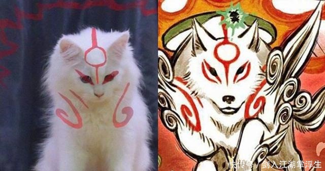 猫眼|泰国小哥最近和猫卯上了,黑猫白猫轮番上,猫眼里都是嫌弃