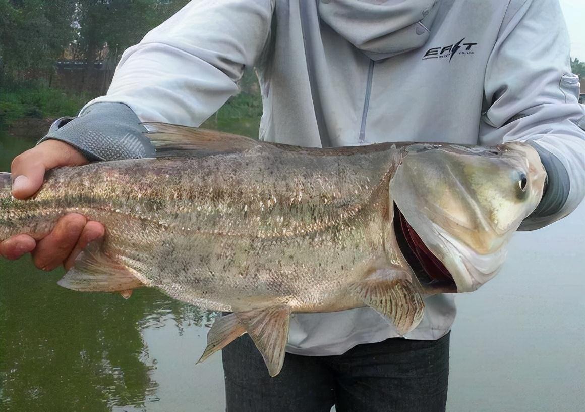 五至八度的冬天,到底还能不能钓到鲢鳙