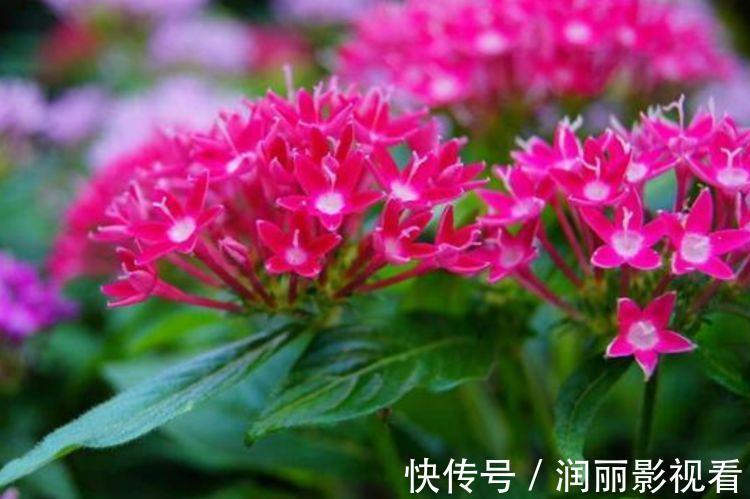 绣球花绣球花|漂亮的4种花，比玫瑰好看，开花就爆盆，不易生病好养护