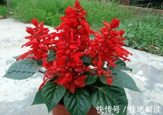 插穗|过完年最适合扦插繁殖的5种花卉掐根枝条扔土里就能很快爆盆!