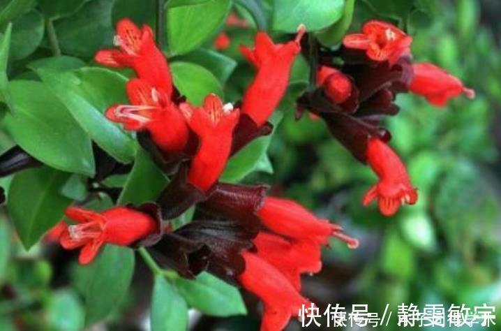 茶花|4种花养家里,沾土就活,开花又大又艳,比牡丹美