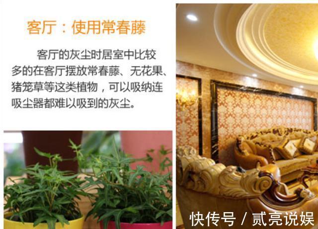 如何让家里更加的清新4个地方摆放绿植,给你带来不一样的感觉