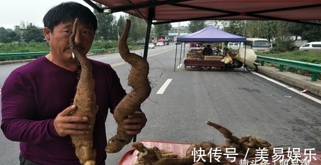 源易缘|第一次见太行山上的野生山药，就是与众不同，不像山药更像根雕