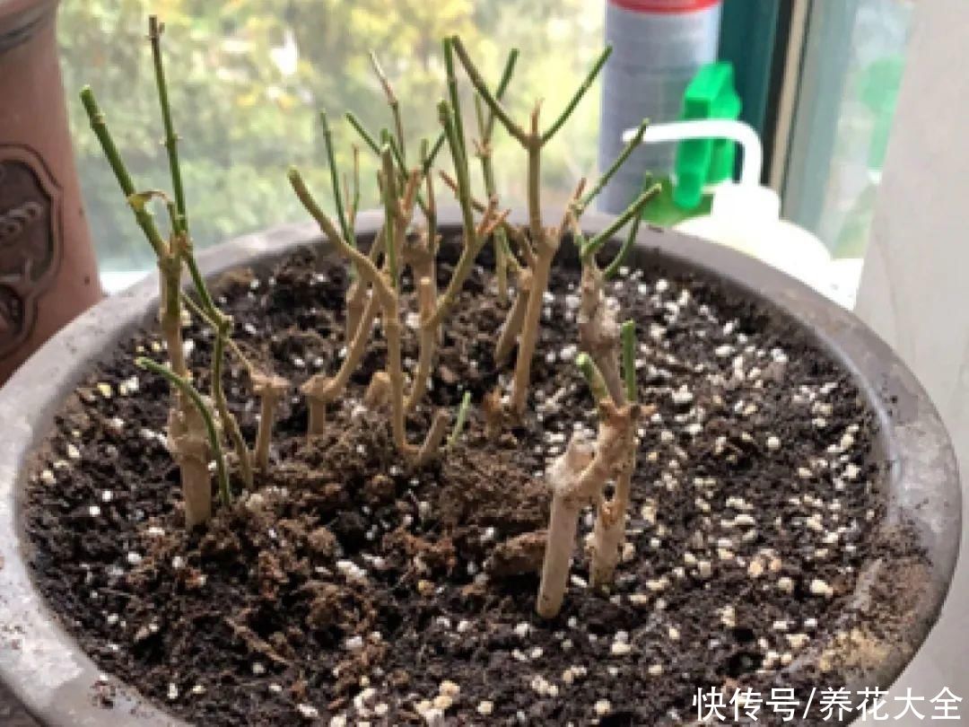 入夏前，10种花要赶紧施肥，不然以后没花看