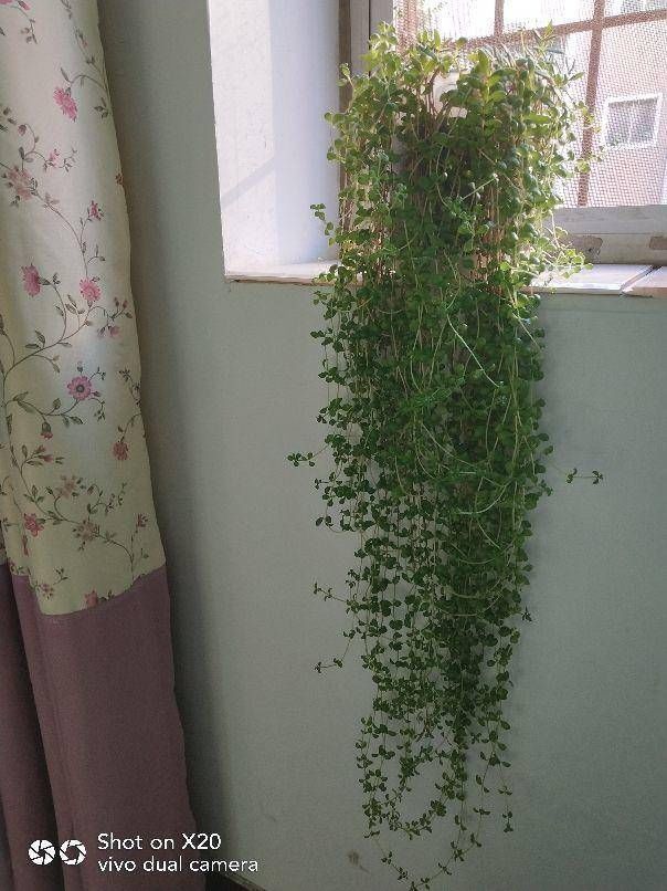 这花扔篮子里就往下垂,长长得像门帘,新手也能养爆盆