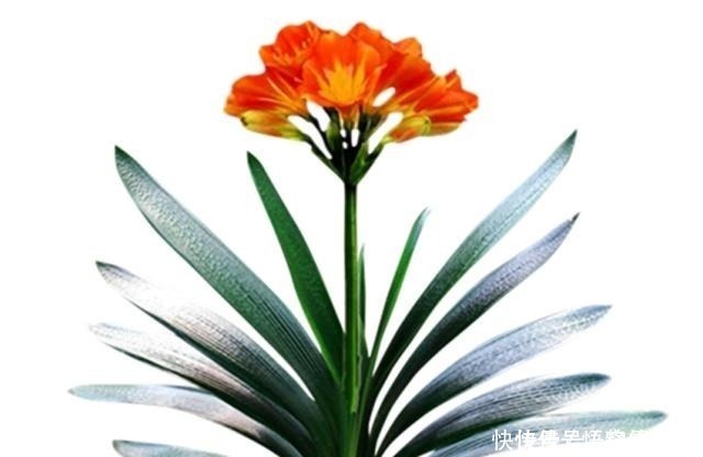 蓖麻籽|一直不生长、不开花的君子兰,他只用了两点,当年就开花几十朵!