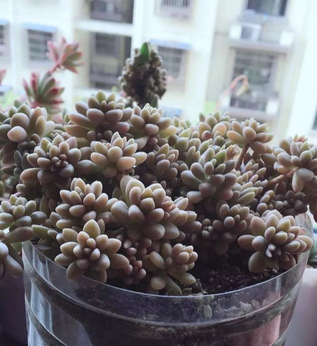 白根|只要家里有油桶,就不用花钱买花盆多肉种在油桶里,叶子胖嘟嘟