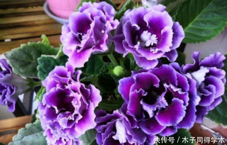 居家必备的4种花,沾土就活,红红火火好运来,寓意超好的