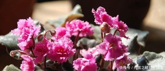 6种“待机”时间长的花,阳台盆栽上几盆,一年四季花开不断!