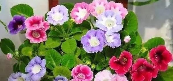 叶片|这2种花，碰掉个叶子掉盆里，自己长1盆，比绿萝吊兰好养100倍