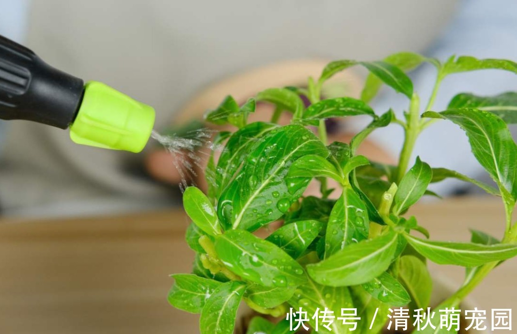 雨水|浇花用什么水好?自来水、雨水、生活废水,哪个更合适?