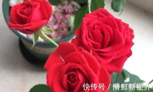 色泽|喜欢牡丹,不如养“高端玫瑰”永远的莫斯科,色泽鲜艳,妩媚娇羞